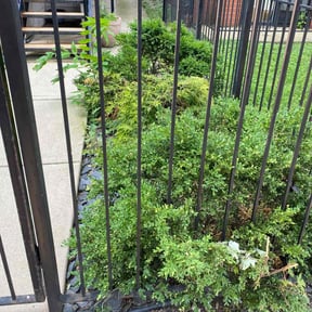 Bush Trimming by Brothers landscaping reviewed on November 7, 2025