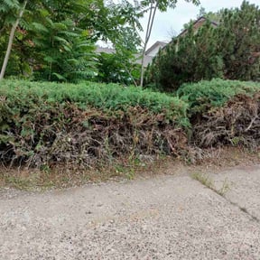 Bush Trimming by Davis Yard Works, LLC reviewed on October 24, 2025