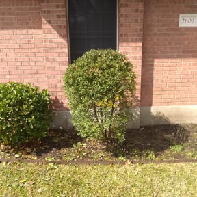 Bush Trimming by Natural California Landscaping reviewed on August 15, 2025