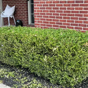 Bush Trimming by Lowcountry yard maintaince reviewed on August 14, 2025