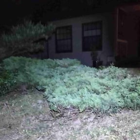 Bush Trimming by Kris&#039;s lawn care reviewed on August 15, 2025