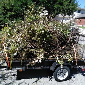 Bush Trimming by Deactivated reviewed on August 17, 2025