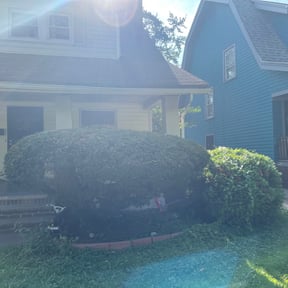 Bush Trimming by Jeff's Lawn service reviewed on August 18, 2025