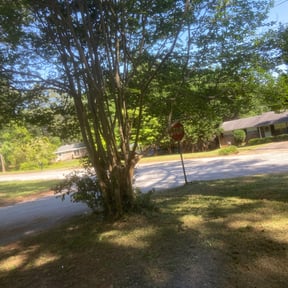 Bush Trimming by BSM & Co. Landscaping reviewed on August 20, 2025
