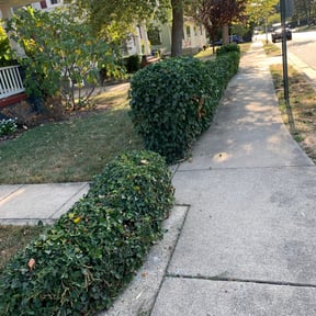 Bush Trimming by JWALL Lawn Care, LLC reviewed on August 18, 2025