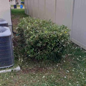 Bush Trimming by 618&#039;S Snappin Out Lawn Care reviewed on October 18, 2025