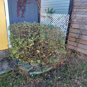 Bush Trimming by CTRL SPC LLC reviewed on August 17, 2025