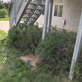 Bush Trimming by I Got You, LLC reviewed on August 21, 2025