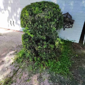 Bush Trimming by Green Craft Gardening reviewed on March 23, 2023