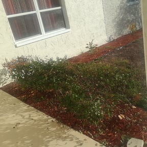 Bush Trimming by Wiley's Lawn Service reviewed on August 19, 2025