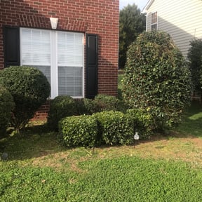 Bush Trimming by Oddessy & Sons llc reviewed on August 15, 2025