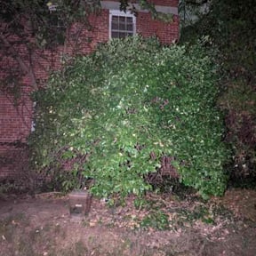 Bush Trimming by Crowder&#039;s lawn care reviewed on October 24, 2025