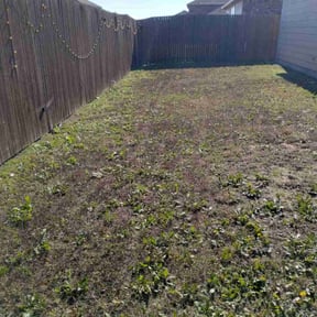 Leaf Removal by Alpha Omega Home Service LLC reviewed on September 16, 2025