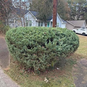 Bush Trimming by On Point Lawn Care reviewed on November 22, 2025