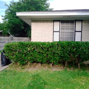 Bush Trimming by Dave&#039;s lawn care reviewed on October 1, 2023