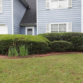 Bush Trimming by National Property Maintenance reviewed on August 13, 2025