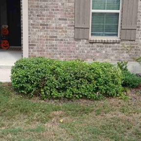 Bush Trimming by The Clean Team reviewed on November 22, 2025