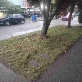 grass cutting by First Choice Landscaping of St Augustine reviewed on October 7, 2023