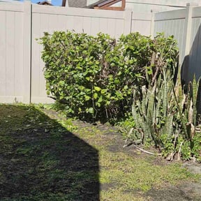 Bush Trimming by Fast accurate and cheap lawn service reviewed on August 15, 2025
