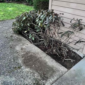Bush Trimming by Mr.Carter's Landscaping reviewed on August 17, 2025