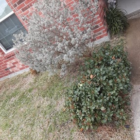 Bush Trimming by Lavish Lawn Care LLC reviewed on August 20, 2025