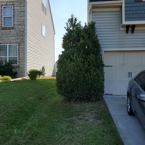 Bush Trimming by Daves Lawn Care reviewed on August 17, 2025