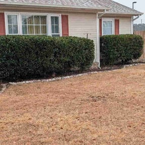 Bush Trimming by C n C Services reviewed on February 9, 2026