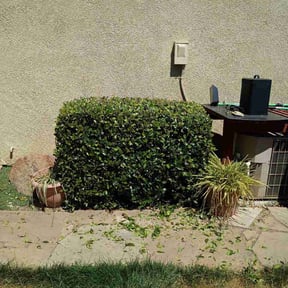 Bush Trimming by Carlos outdoor build &amp; repair reviewed on June 23, 2026