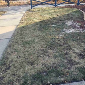 Leaf Removal by Tree cutters reviewed on September 7, 2025