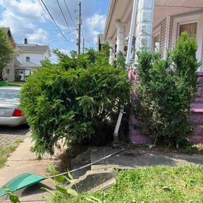 Bush Trimming by Zink Services reviewed on July 4, 2026