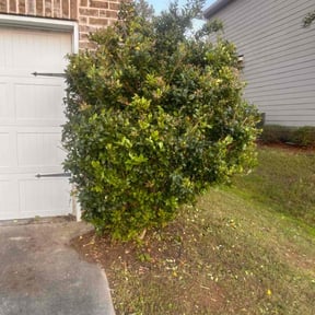 Bush Trimming by LG Lawn Services reviewed on August 18, 2025