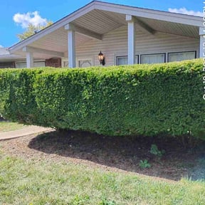 Bush Trimming by Dreamscapes Unlimited LLC reviewed on November 19, 2025