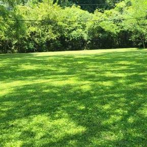 landscaping by Clean Cuts Plus LLC reviewed on August 16, 2025