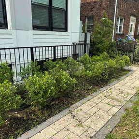 Flower Bed Weeding by Leonardo castro reviewed on August 18, 2025