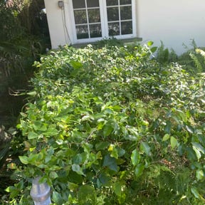Bush Trimming by FRAMPTON'S LAWN SERVICE reviewed on August 20, 2025