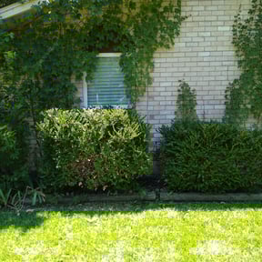 Bush Trimming by Red Maple Lawn Care reviewed on August 20, 2025