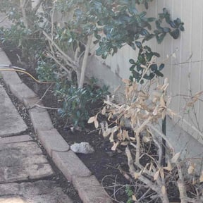 Leaf Removal by Gabriel Landscape reviewed on February 24, 2026