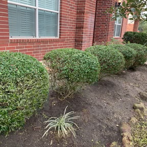 Bush Trimming by B and M Murillo Gardening Service reviewed on August 16, 2025