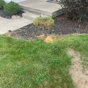 Bush Trimming by Greg's gardens reviewed on August 15, 2025