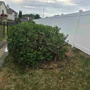Bush Trimming by Amazing lawn reviewed on July 26, 2026