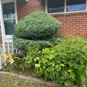 Bush Trimming by Fox Creek Lawn and Fence reviewed on July 9, 2026