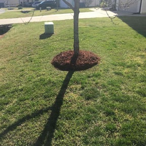 Mulching by Da Munchez/ High 5 landscaping reviewed on August 18, 2025