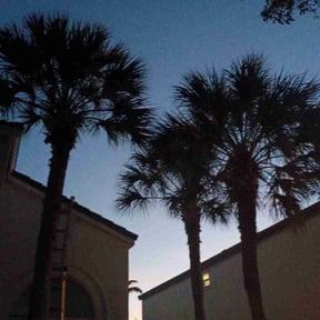 Leaf Removal by Like My Lawn reviewed on December 2, 2025