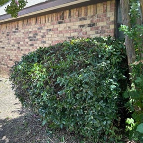 Bush Trimming by Griggs professional  service reviewed on August 17, 2025