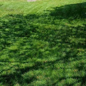 yard maintenance by Pristine reviewed on August 21, 2025