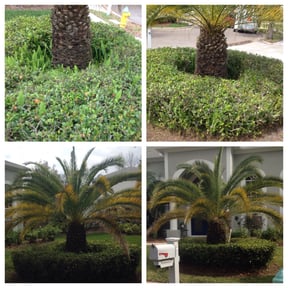 Bush Trimming by Official Tycoon lawns reviewed on August 25, 2023