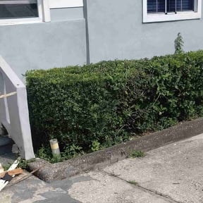 Bush Trimming by T &O Landscape Service LLC reviewed on August 20, 2025