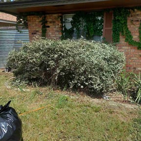 Bush Trimming by 20-20 Lawn Care reviewed on August 21, 2025