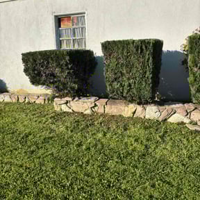 Bush Trimming by Los Hernandez landscape reviewed on January 20, 2026