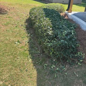 Bush Trimming by Preferred shifting landscaping reviewed on April 5, 2026